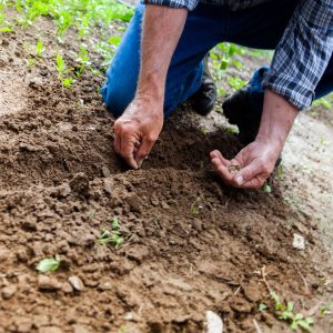 Garden Soil